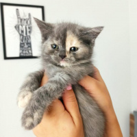 British Shorthair, Kedi  Luna fotoğrafı