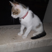 Tekir Kedi, Kedi  Kaptan fotoğrafı