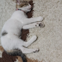 Tekir Kedi, Kedi  Kaptan fotoğrafı