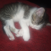 Tekir Kedi, Kedi  minnoş fotoğrafı