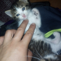 Tekir Kedi, Kedi  minnoş fotoğrafı