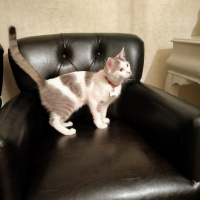 Tekir Kedi, Kedi  Lisa fotoğrafı