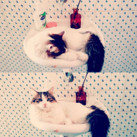 İran Kedisi (Persian), Kedi  Adapamuk fotoğrafı