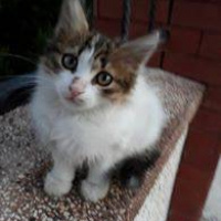 İran Kedisi (Persian), Kedi  Adapamuk fotoğrafı