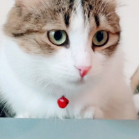 İran Kedisi (Persian), Kedi  Adapamuk fotoğrafı