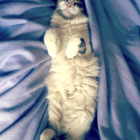 İran Kedisi (Persian), Kedi  Adapamuk fotoğrafı