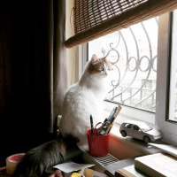 İran Kedisi (Persian), Kedi  Adapamuk fotoğrafı