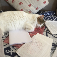 İran Kedisi (Persian), Kedi  Adapamuk fotoğrafı