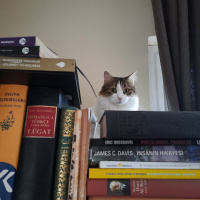 İran Kedisi (Persian), Kedi  Adapamuk fotoğrafı