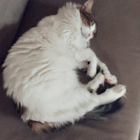 İran Kedisi (Persian), Kedi  Adapamuk fotoğrafı