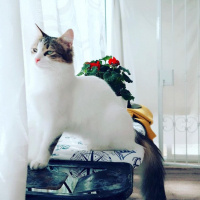 İran Kedisi (Persian), Kedi  Adapamuk fotoğrafı