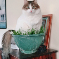 İran Kedisi (Persian), Kedi  Adapamuk fotoğrafı