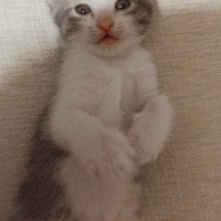 Tekir Kedi, Kedi  Oğlumcan fotoğrafı