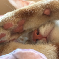 Sarman, Kedi  Leo fotoğrafı