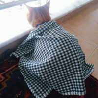 Sarman, Kedi  Leo fotoğrafı