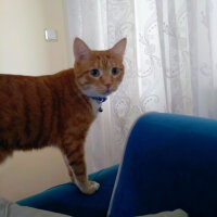 Sarman, Kedi  Leo fotoğrafı