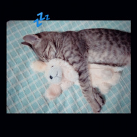 Tekir Kedi, Kedi  Pati fotoğrafı