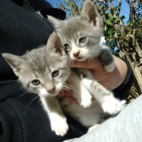 Tekir Kedi, Kedi  Pati fotoğrafı