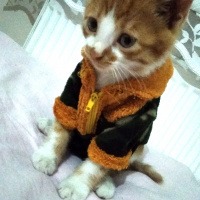Tekir Kedi, Kedi  Pati fotoğrafı