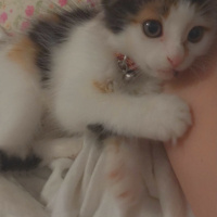 Tekir Kedi, Kedi  BamBam fotoğrafı