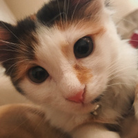 Tekir Kedi, Kedi  BamBam fotoğrafı