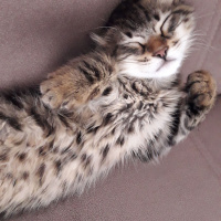 Tekir Kedi, Kedi  Minnos fotoğrafı