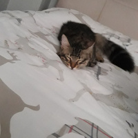 Tekir Kedi, Kedi  Minnos fotoğrafı