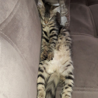 Tekir Kedi, Kedi  Minnos fotoğrafı