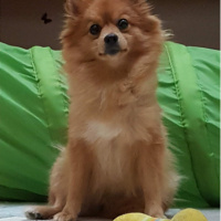 Pomeranyalı, Köpek  Wilma fotoğrafı