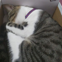 Tekir Kedi, Kedi  İzzet Lokum fotoğrafı