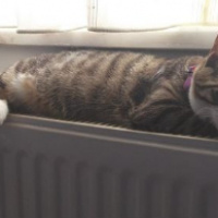 Tekir Kedi, Kedi  İzzet Lokum fotoğrafı