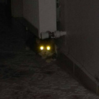 Tekir Kedi, Kedi  İzzet Lokum fotoğrafı