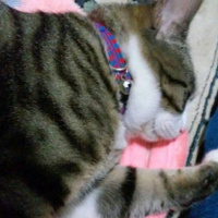 Tekir Kedi, Kedi  İzzet Lokum fotoğrafı