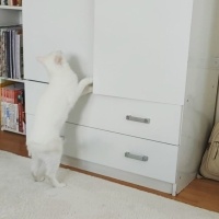 Tekir Kedi, Kedi  İzzet Lokum fotoğrafı