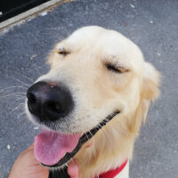 Golden Retriever, Köpek  Asil fotoğrafı