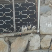 Tekir Kedi, Kedi  Eray fotoğrafı