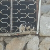 Tekir Kedi, Kedi  Eray fotoğrafı