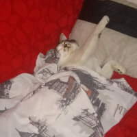 Tekir Kedi, Kedi  Eray fotoğrafı