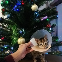 Tekir Kedi, Kedi  Lila fotoğrafı