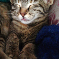 Tekir Kedi, Kedi  Lila fotoğrafı