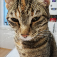 Tekir Kedi, Kedi  Lila fotoğrafı