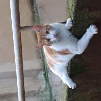 Bombay, Kedi  Cinclr  fotoğrafı