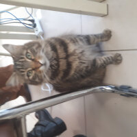 Bombay, Kedi  Cinclr  fotoğrafı