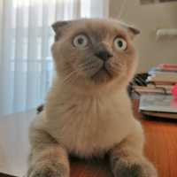 Scottish Fold, Kedi  Rüzgar fotoğrafı