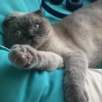 Scottish Fold, Kedi  Rüzgar fotoğrafı
