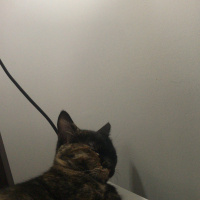 Tekir Kedi, Kedi  Lilith fotoğrafı