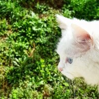 Ankara Kedisi, Kedi  kokoş fotoğrafı