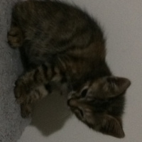 Tekir Kedi, Kedi  Prenses fotoğrafı