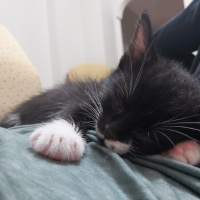 Tuxedo (Smokin) Kedi, Kedi  Silva fotoğrafı
