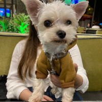 Yorkshire Terrier, Köpek  Tito fotoğrafı